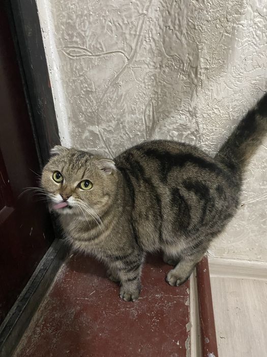 выслеуха оддам хорошый рука