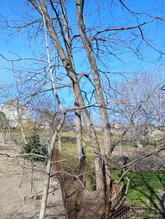 10 броя акации високи около 15 метра.