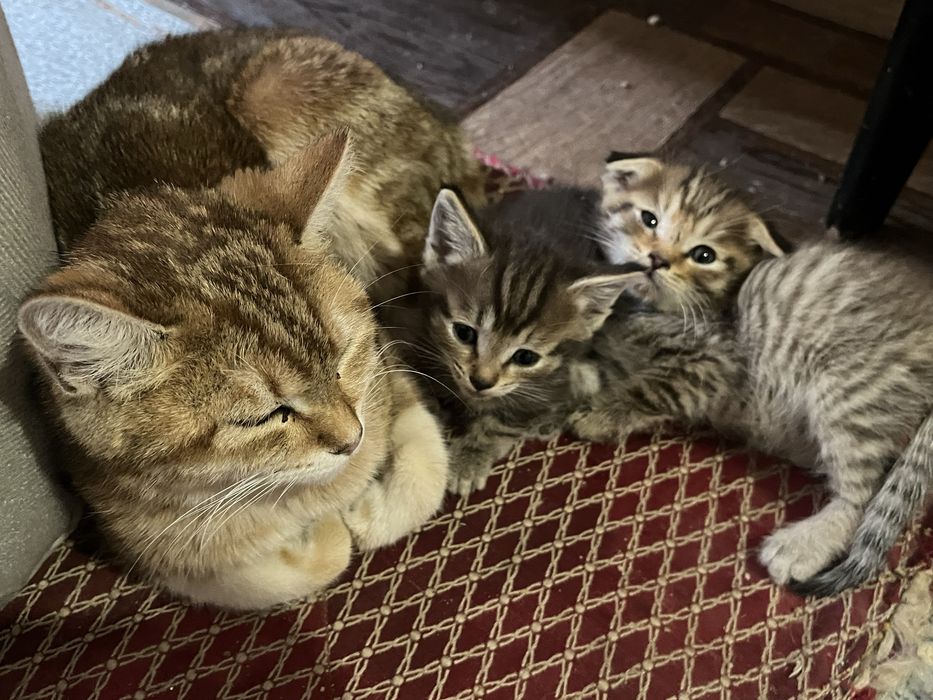 Кошка с двумя котятами