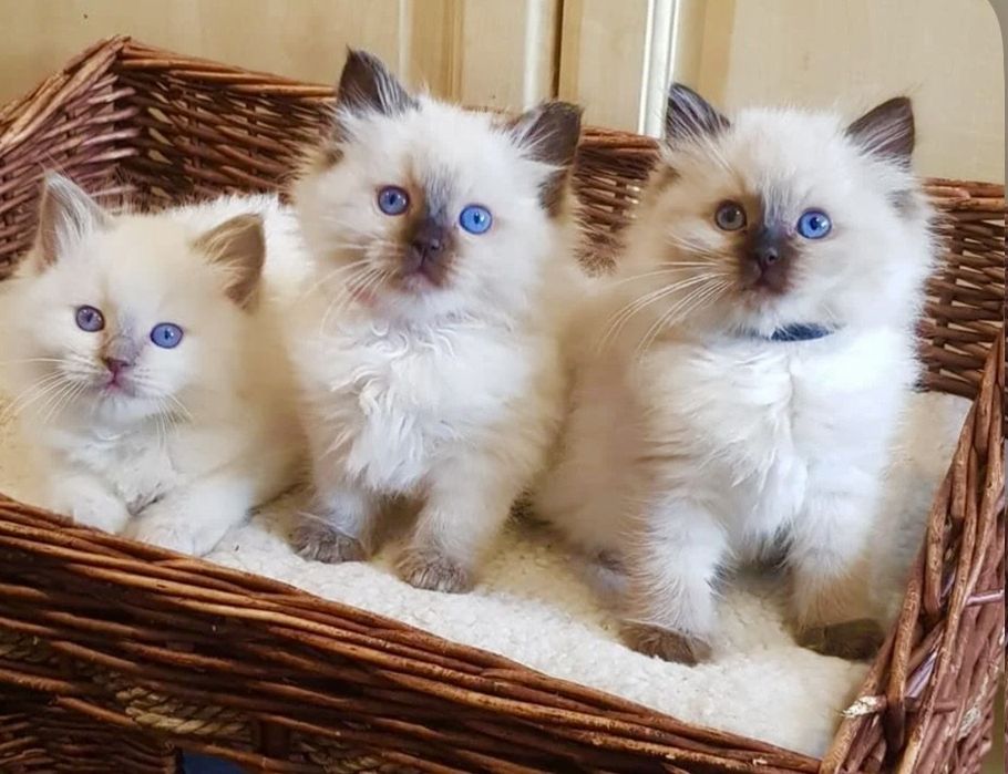 Рагдол Регдол /Ragdoll