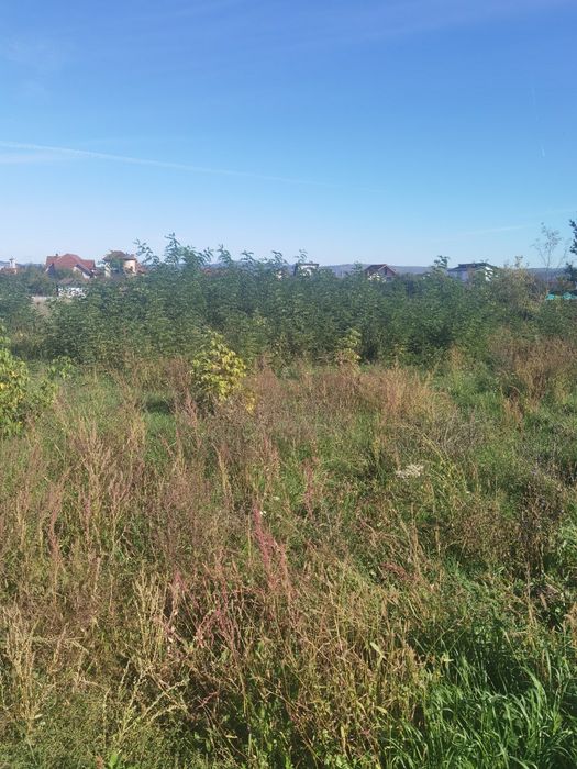 Curățare teren, curățare pasuni, defrisare, intretinere