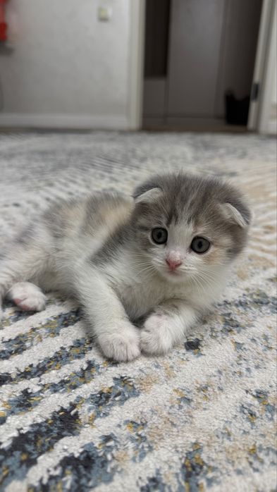Продаются шотландские вислоухие котята