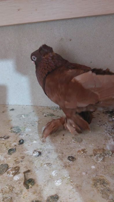 Голуби Красный руян кептер