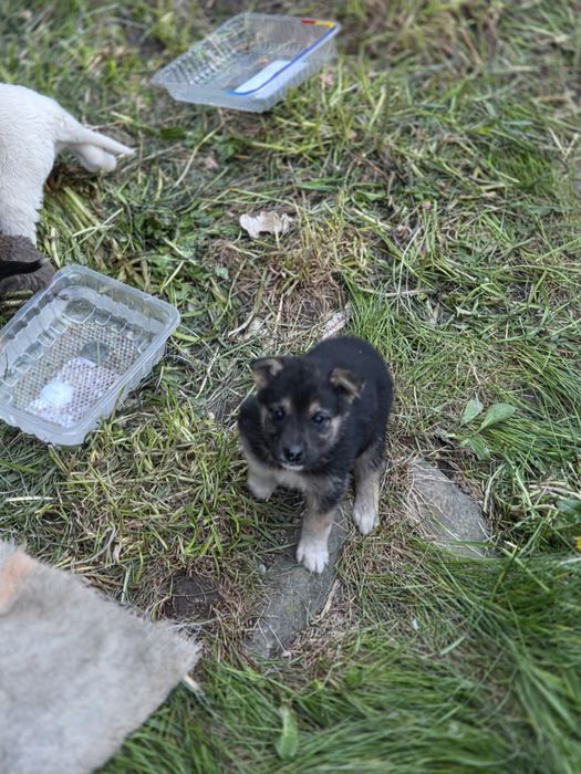 Dau spre adoptie.