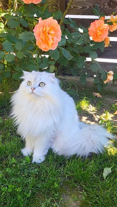Baiat SUPERB  Scottish fold cu pedigree wcf