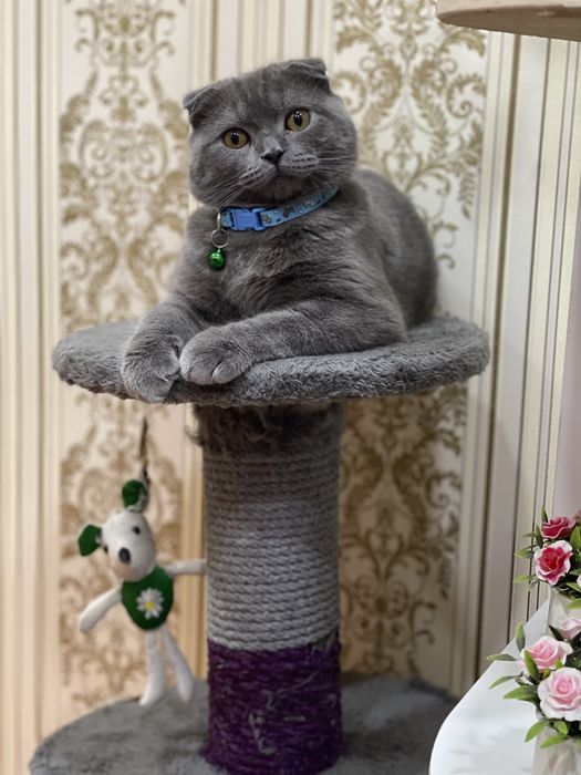 Скоттиш фолд