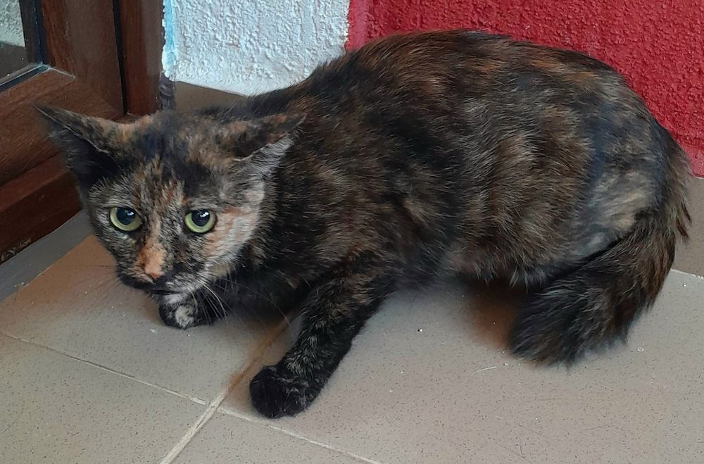 Adoptie pisica tortoishell Hera