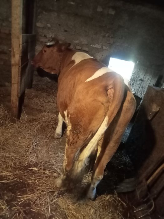 Vând o vaca de 6 ani
