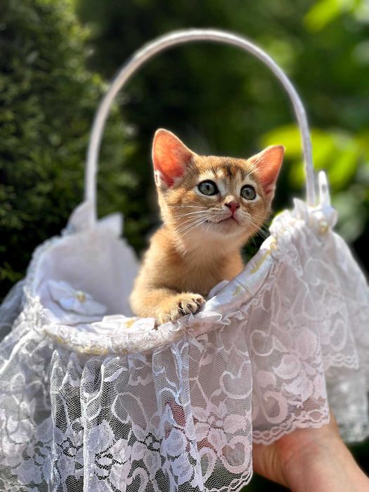 абисински котенца