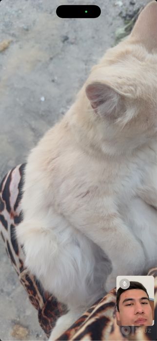 Hadyaga Mushuk Turk angorasi