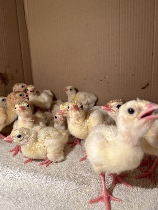 Түйетауық (индюк) балапандарын сатамыз