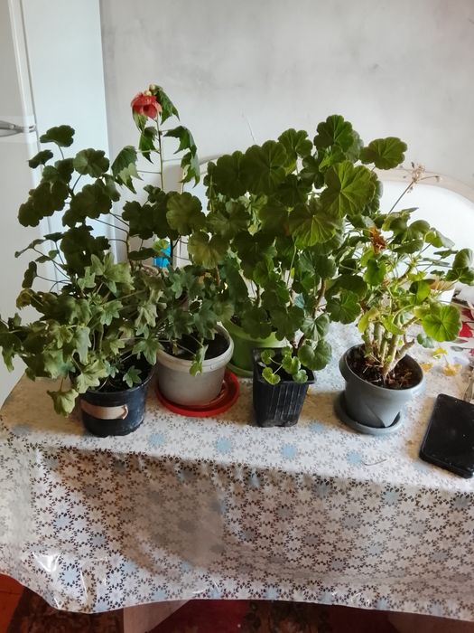 Продаются комнатные герани