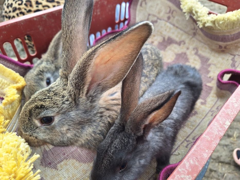 Vând iepuri uriaș german