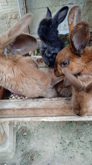 Продам крольчат 6 штук