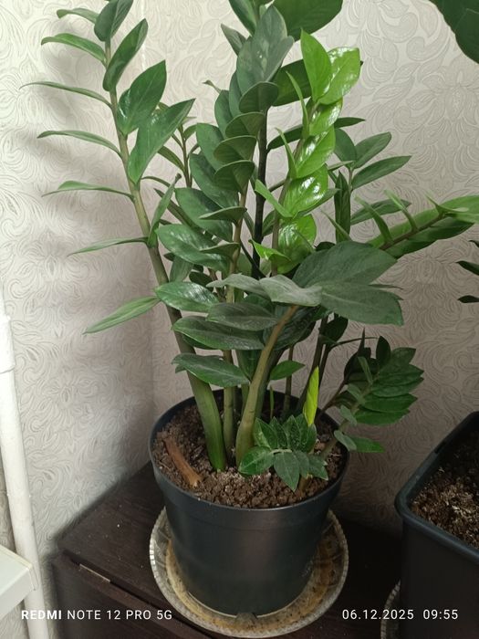 Продам замиокалькус