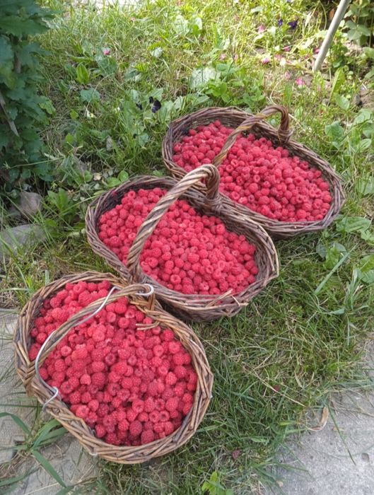 Малина 2500 доставка бесплатно