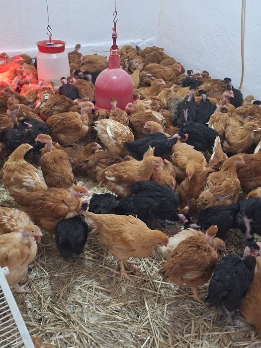 Pui de rasă mixtă - puicuțe şi cocoşi 2,5 kg