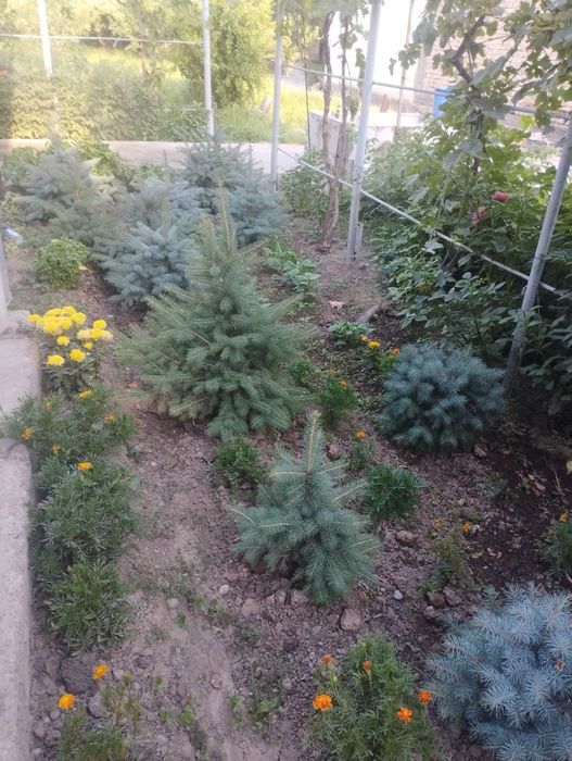 Продам голубой ель