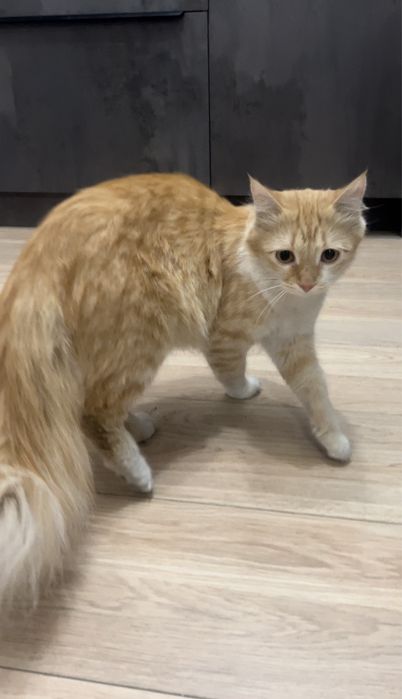 Котенок девочка ищет дом!