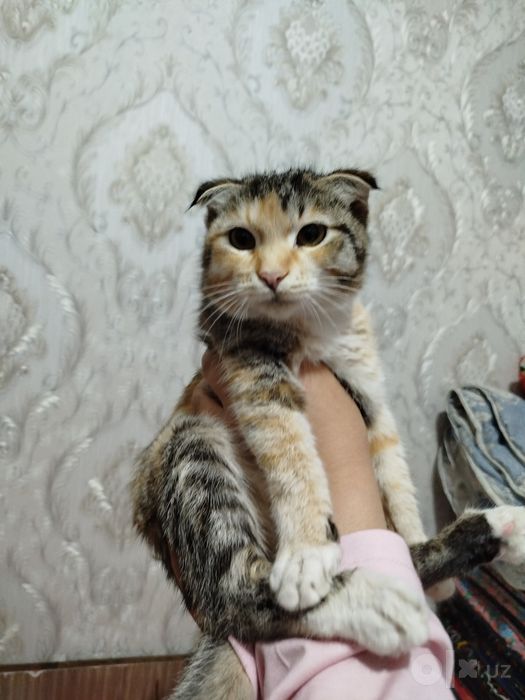 Mehribon tarbiyali uy mushugi