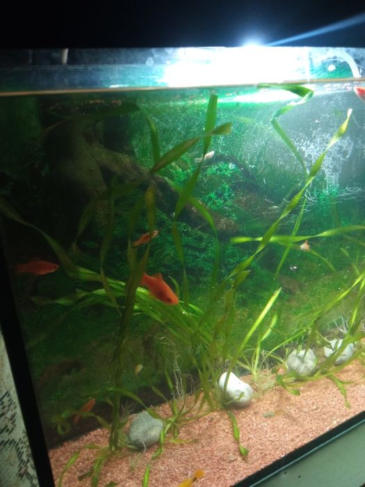 Срочно продам аквариум в полном комплекте