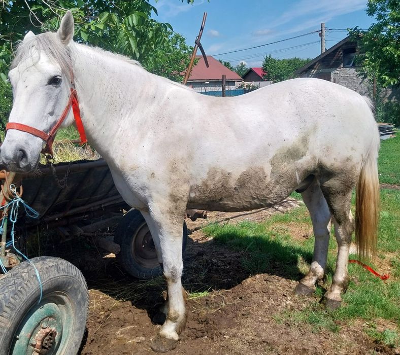 Cal de vînzare bun pentru casă