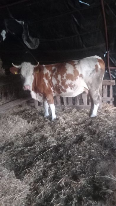 Vaca de vanzare,