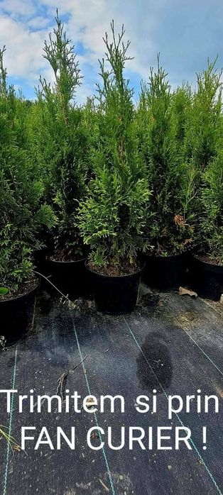 Tuia Smaragd de la 40 de cm la 160