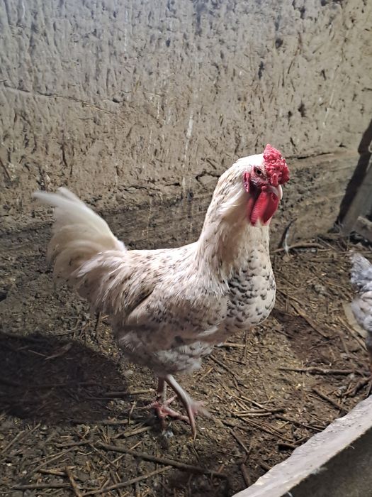 Прадам куры петух