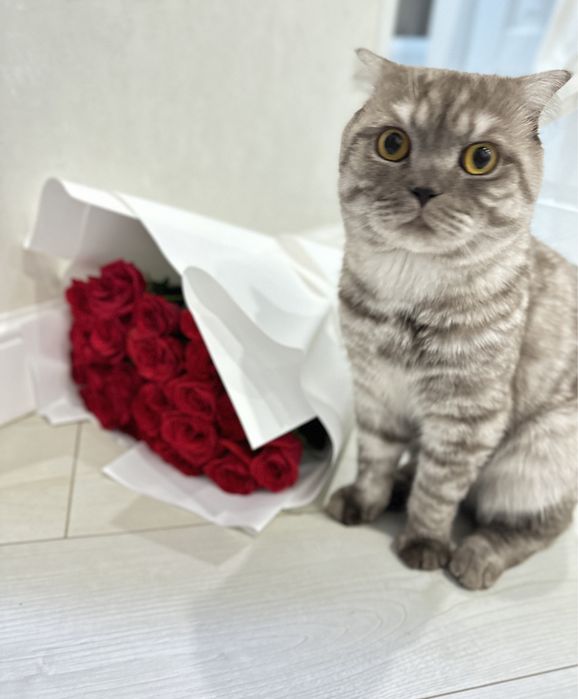 Шотландский вислоухий кот ………………………….