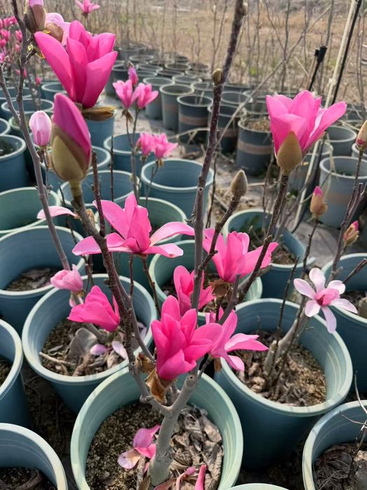 Магнолия листопадный оптом