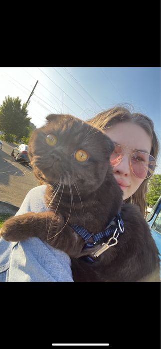 Кот Шотландец Скоттиш Фолд Вислоухий Мальчик