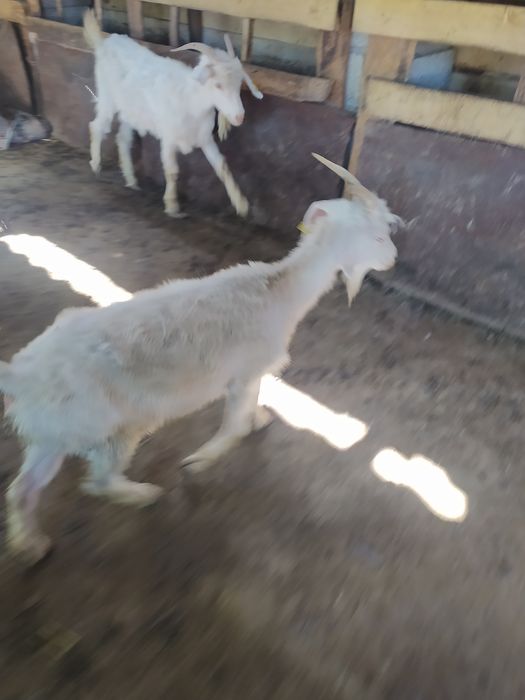 Төтенше жыныстық позициялар