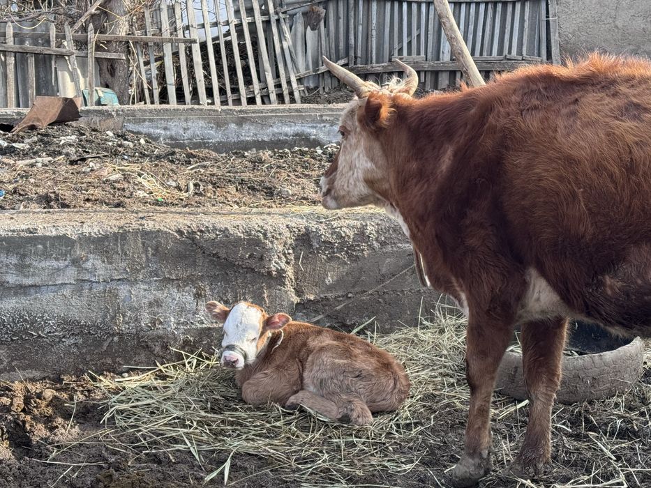 Сиыр, бұзауымен бірге