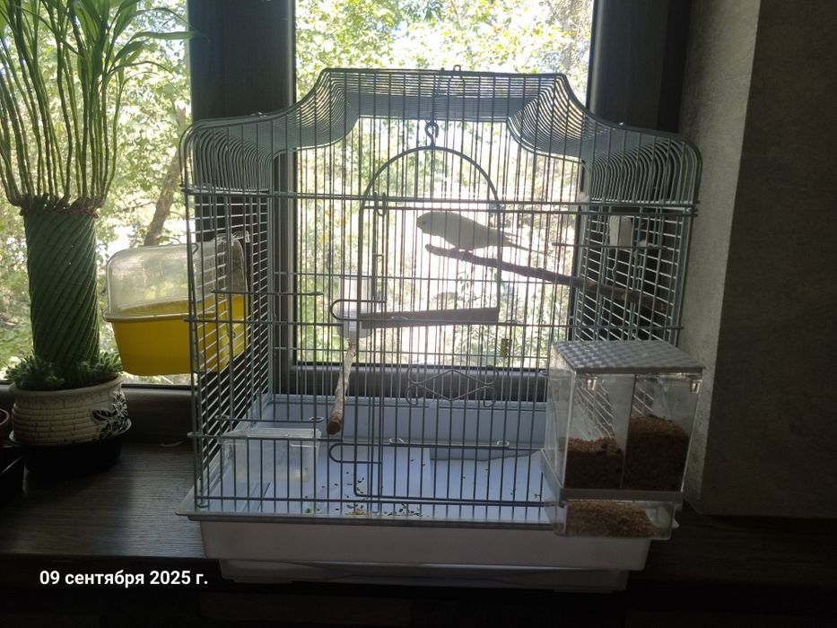 Попугай волнистый крупный