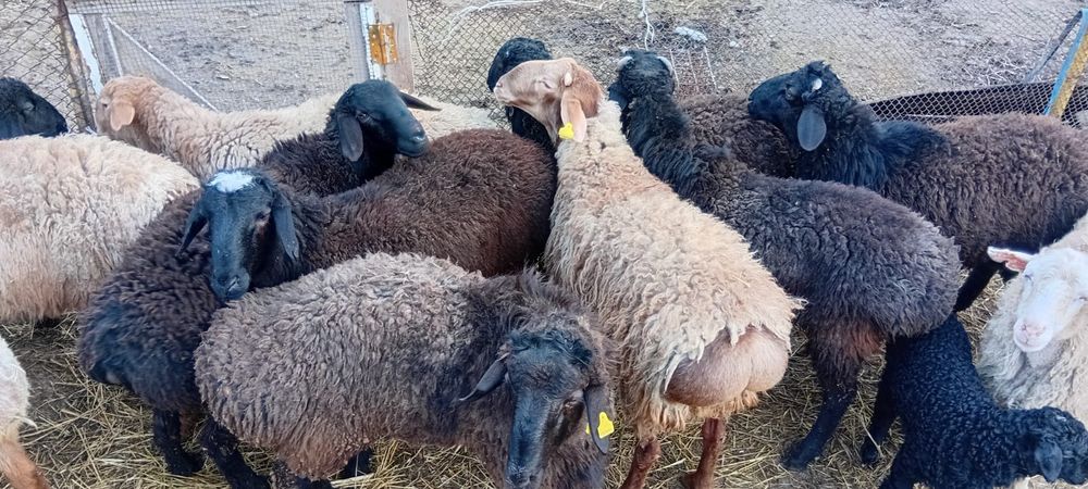 Қошқарлар сатылады