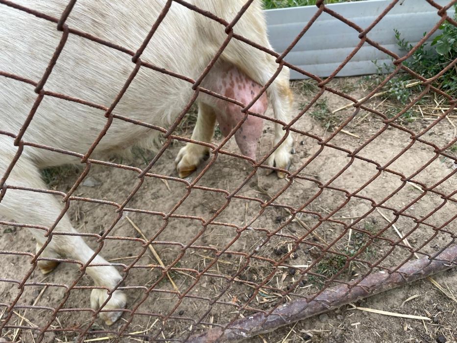 Capre de vânzare – bune de lapte, crescute la țară