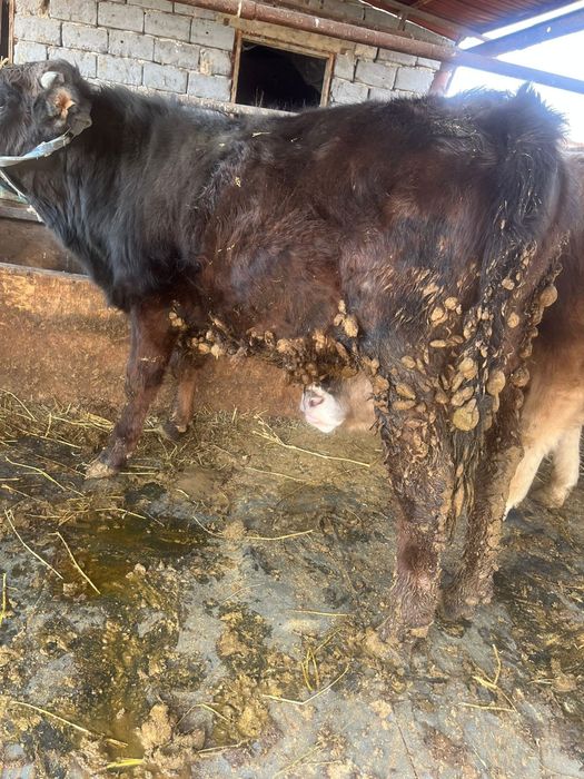 Продаю Бычка здоровый