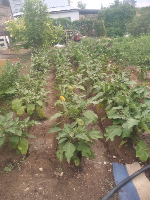 Дача в ТЭЦ 1 в хорошем состоянии