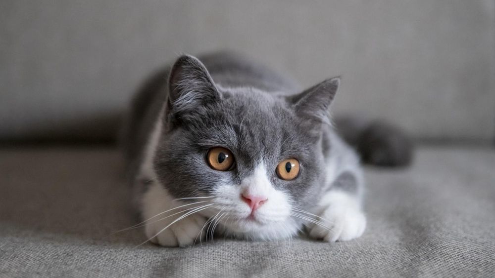 Motan British Bicolor