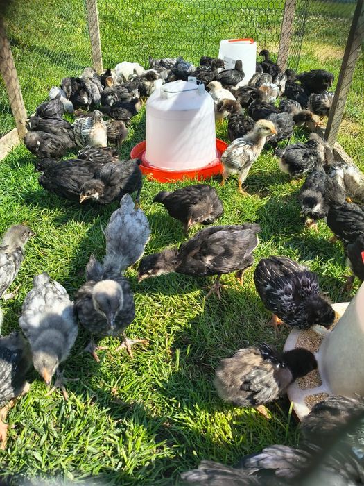 Pui Australorp albastru și negru, 5 săptămâni