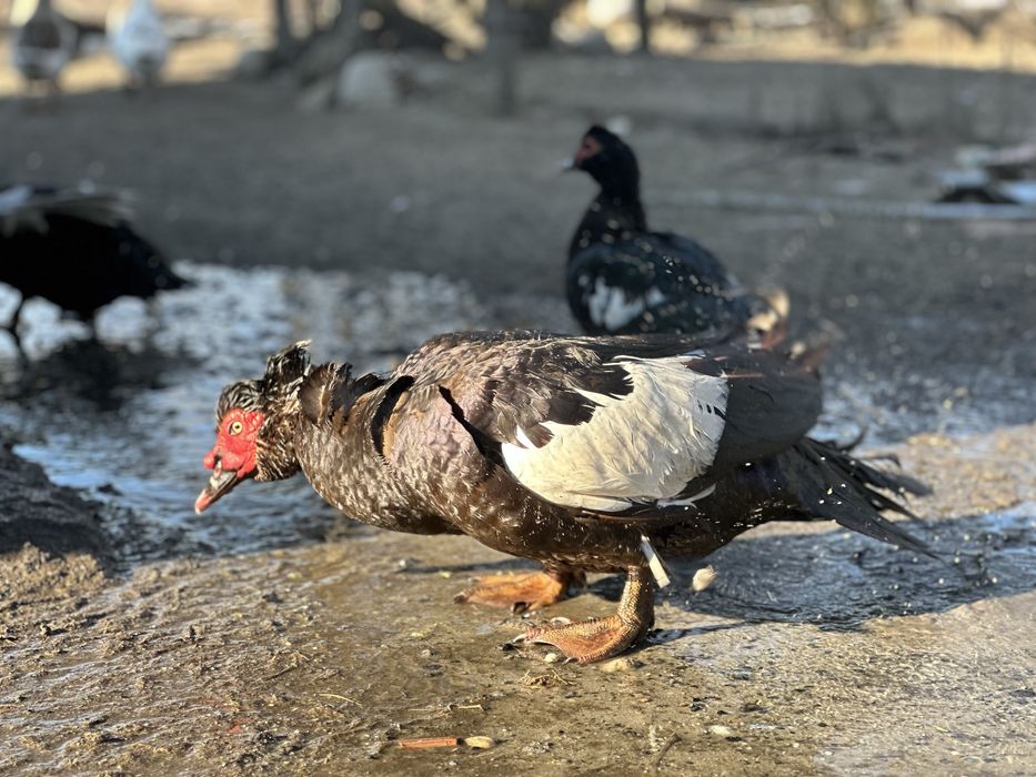 Gâşte rațe găini cocosi curci