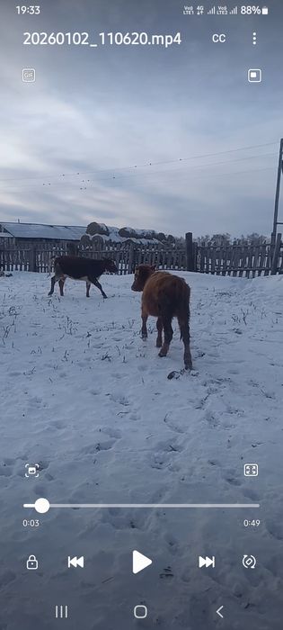 6 бас Торпактар сатылады