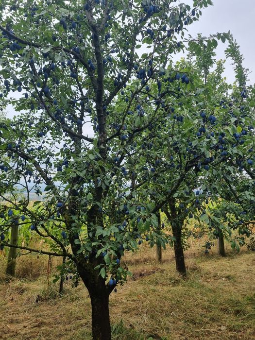 Prune pentru tuica Bio / nestropite