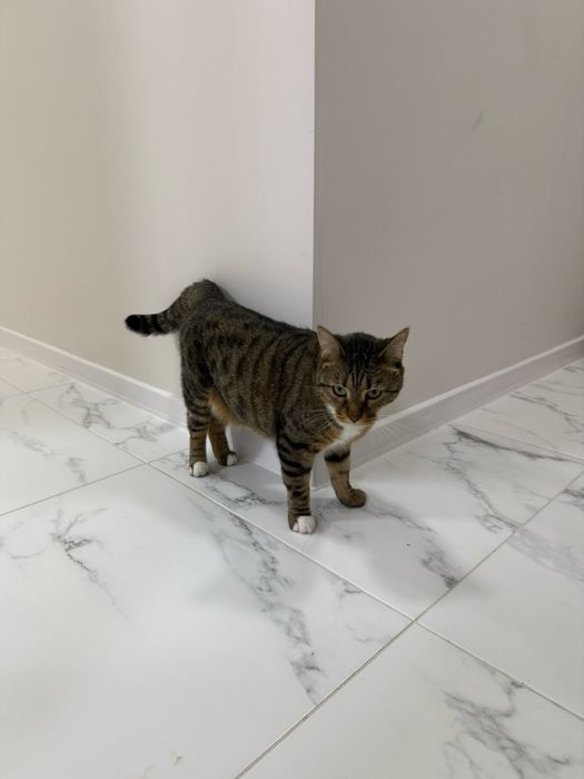 Спешно търси дом – ДОМАШЕН КОТАРАК