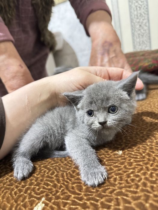 Mushukchala sotiladi