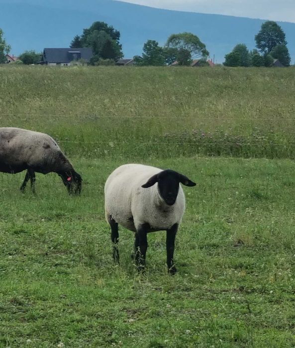 Lot de oi Suffolk