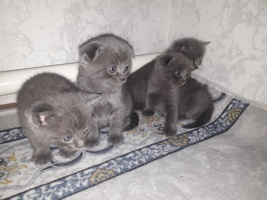 Мушукчалар сотилади