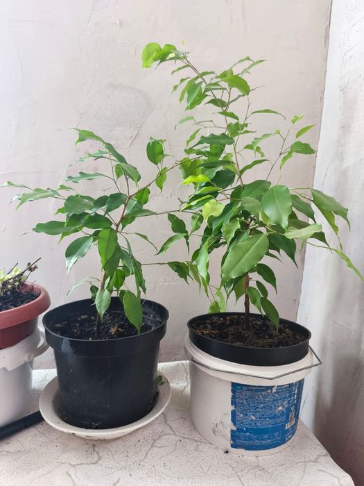 Продам Фикус Бенджамина