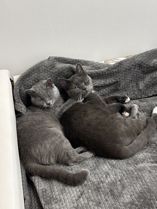 Отдаем кота и кошку британцы короткошерстные бесплатно